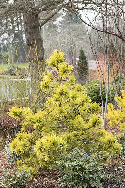 638187 - Lodgepole pine (Pinus contorta 'Chief Joseph')