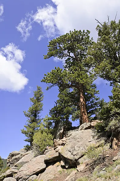 508348 - Lodgepole pine (Pinus contorta), Rocky Mountain National Park, Colorado, USA