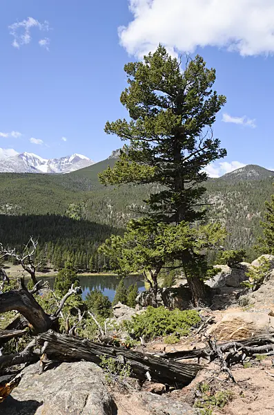 508350 - Lodgepole pine (Pinus contorta), Rocky Mountain National Park, Colorado, USA