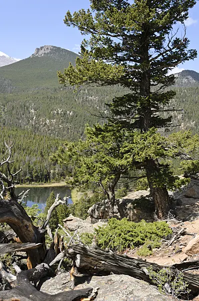 508351 - Lodgepole pine (Pinus contorta), Rocky Mountain National Park, Colorado, USA