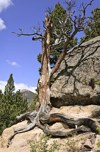 508352 - Lodgepole pine (Pinus contorta), Rocky Mountain National Park, Colorado, USA