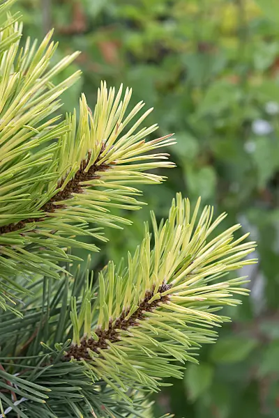 664320 - Lodgepole pine (Pinus contorta 'Taylor's Sunburst')