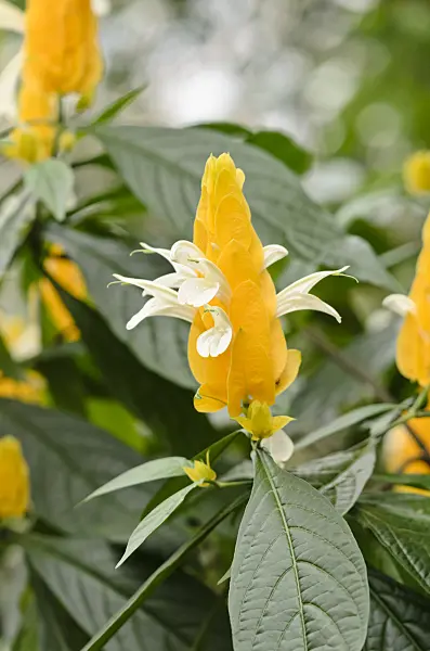531100 - Lollipop plant (Pachystachys lutea)