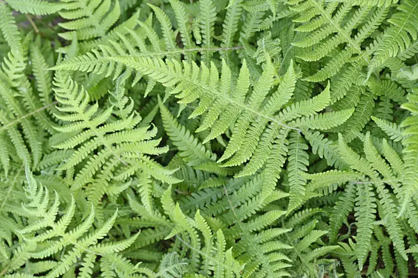 472129 - Long beech fern (Phegopteris connectilis)