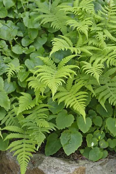 472408 - Long beech fern (Phegopteris connectilis)