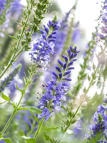 417028 - Long-leaved speedwell (Veronica longifolia)