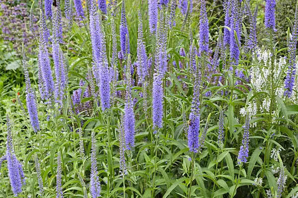 473342 - Long-leaved speedwell (Veronica longifolia)