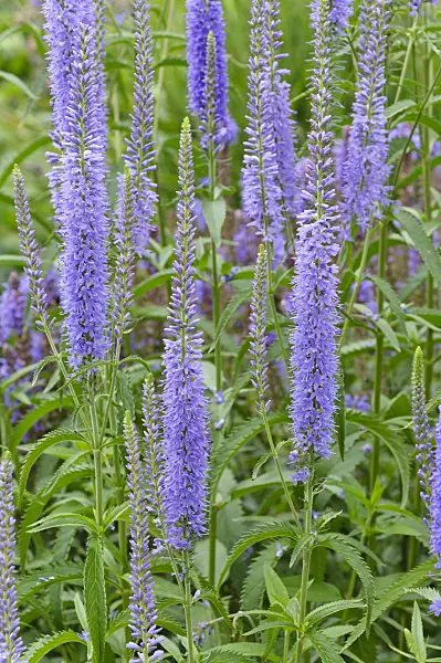 473343 - Long-leaved speedwell (Veronica longifolia)