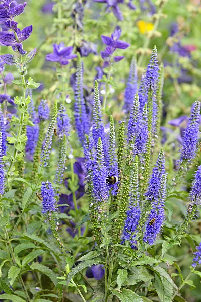 474400 - Long-leaved speedwell (Veronica longifolia 'Blauriesin')