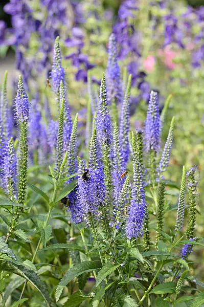 474401 - Long-leaved speedwell (Veronica longifolia 'Blauriesin')