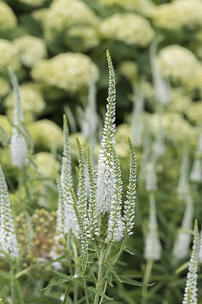 638371 - Long-leaved speedwell (Veronica longifolia 'Schneeriesin')