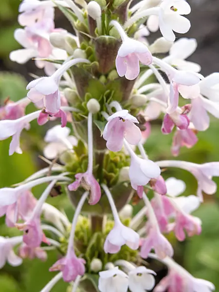 439006 - Long-leaved whorl flower (Morina longifolia)