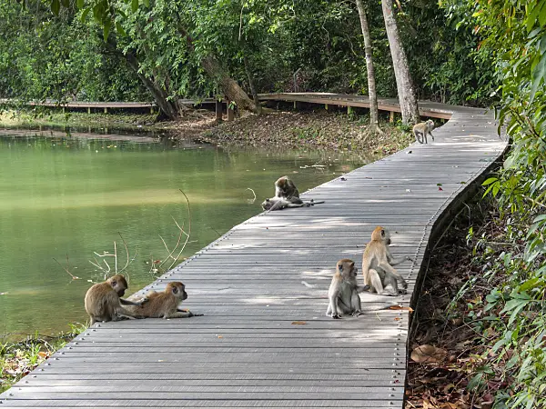 411255 - Long-tailed macaque (Macaca fascicularis), Central Catchment Nature Reserve, Singapore