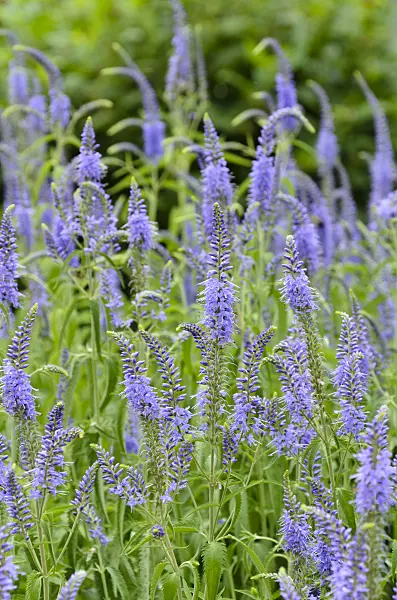 497319 - Longleaf speedwell (Pseudolysimachion longifolium syn. Veronica longifolia)