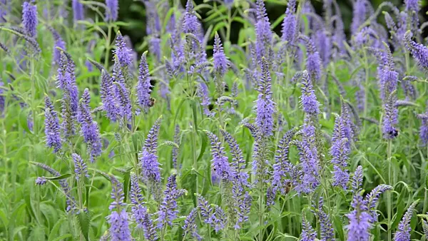 497328 - Longleaf speedwell (Pseudolysimachion longifolium syn. Veronica longifolia) and bees (Apis)