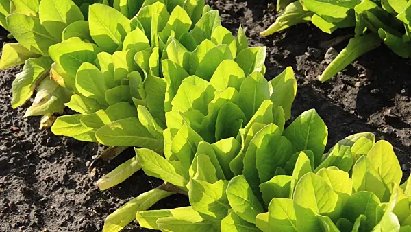496301 - Loose-leaf lettuce (Lactuca sativa var. crispa)