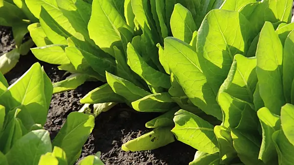 496302 - Loose-leaf lettuce (Lactuca sativa var. crispa)