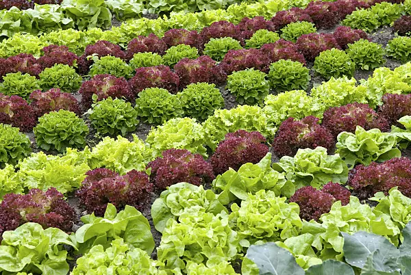 502246 - Loose-leaf lettuce (Lactuca sativa var. crispa)