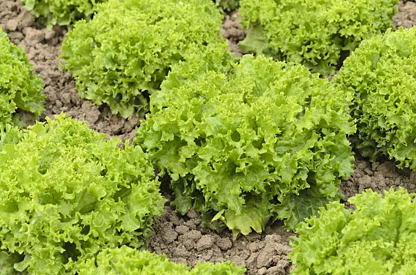 497076 - Loose-leaf lettuce (Lactuca sativa var. crispa 'Lollo Bionda Aleppo')