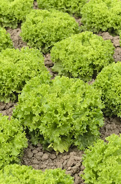 497077 - Loose-leaf lettuce (Lactuca sativa var. crispa 'Lollo Bionda Aleppo')