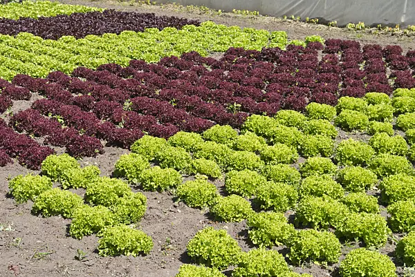 532011 - Loose-leaf lettuce (Lactuca sativa var. crispa 'Lollo Bionda' and Lactuca sativa var. crispa 'Lollo Rosso')