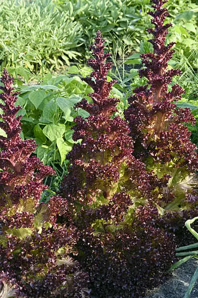 559032 - Loose-leaf lettuce (Lactuca sativa var. crispa 'Lollo Rosso')