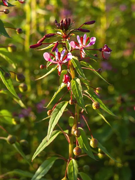 428096 - Lopezia racemosa