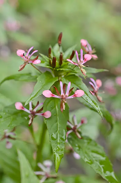 508557 - Lopezia racemosa