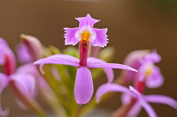483005 - Lopsided star orchid (Epidendrum secundum)