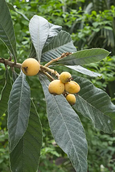 555009 - Loquat (Eriobotrya japonica)
