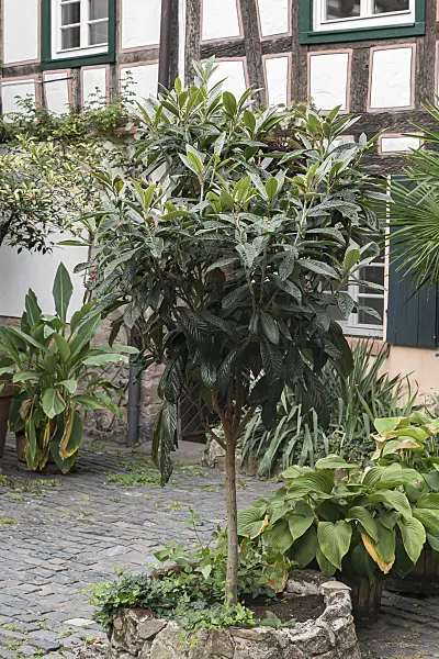 651237 - Loquat (Eriobotrya japonica)