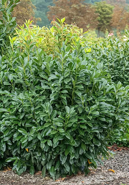 664338 - Lorbeerkirsche (Prunus laurocerasus 'Caucasica')