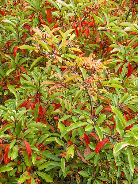 465109 - Lorbeermispel (Photinia davidiana syn. Stranvaesia davidiana)