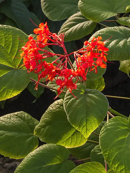 407007 - Losbaum (Clerodendrum speciosissimum syn. Clerodendron speciosissimum)