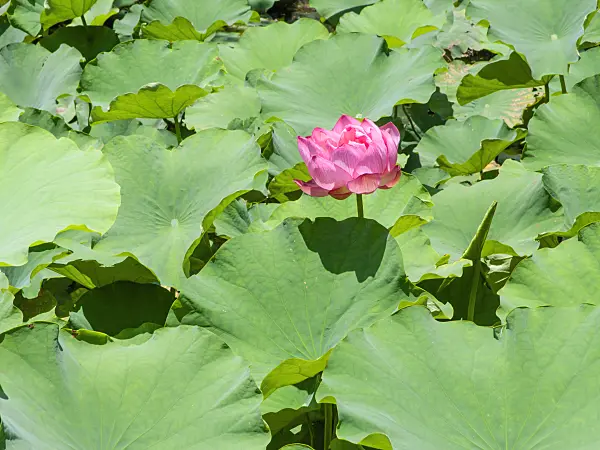 455397 - Lotus flower (Nelumbo nucifera)