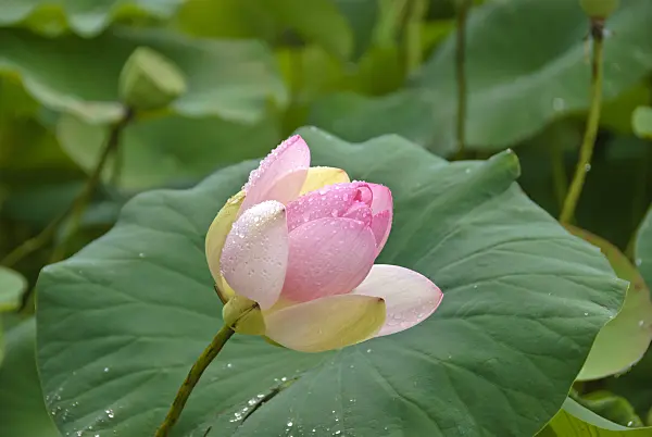 517483 - Lotus flower (Nelumbo nucifera)