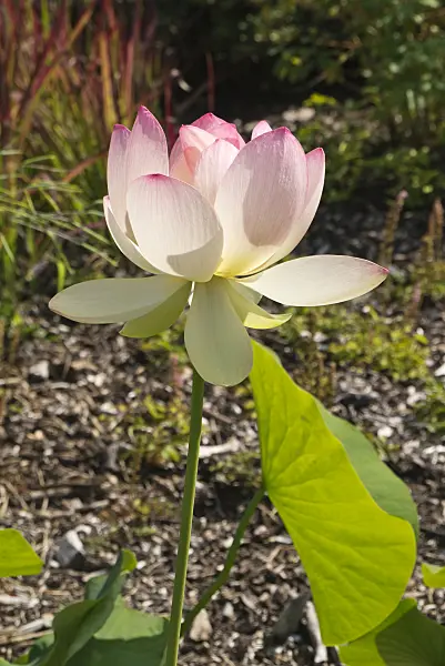 609008 - Lotus flower (Nelumbo nucifera)