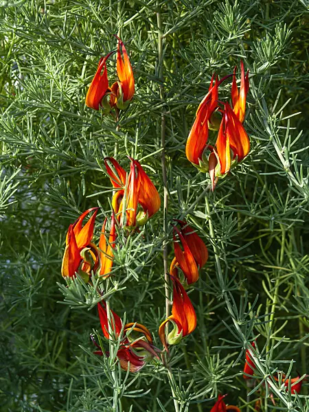 460149 - Lotus vine (Lotus berthelotii)