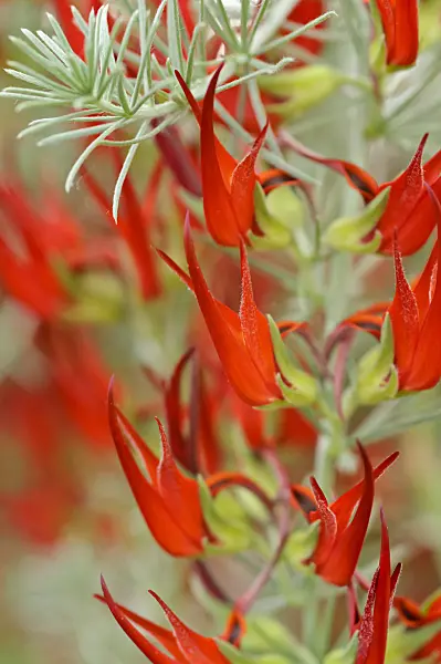 472042 - Lotus vine (Lotus berthelotii)