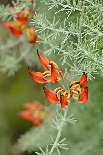 520478 - Lotus vine (Lotus berthelotii)