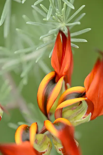 520479 - Lotus vine (Lotus berthelotii)