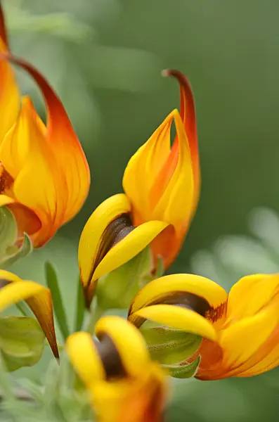 520480 - Lotus vine (Lotus maculatus)