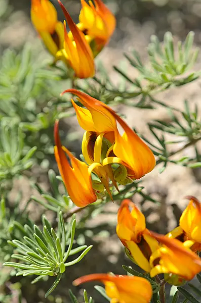 534272 - Lotus vine (Lotus maculatus)