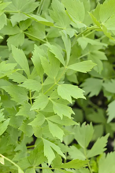 520214 - Lovage (Levisticum officinale)