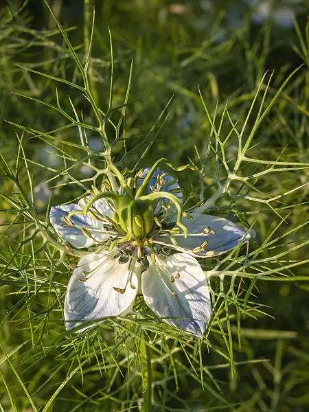 403071 - Love-in-a-mist (Nigella damascena)