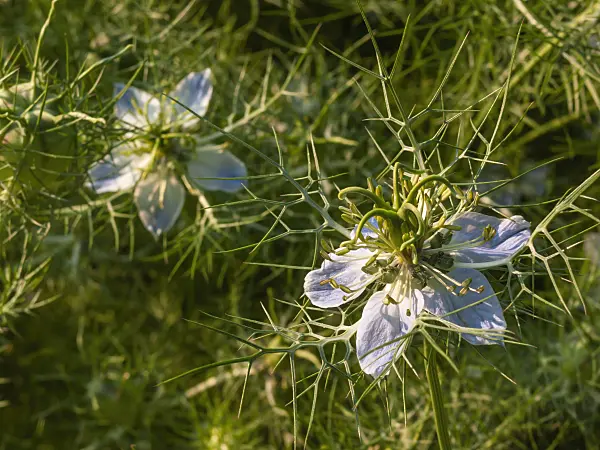 403072 - Love-in-a-mist (Nigella damascena)