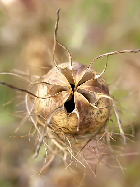 428007 - Love-in-a-mist (Nigella damascena)