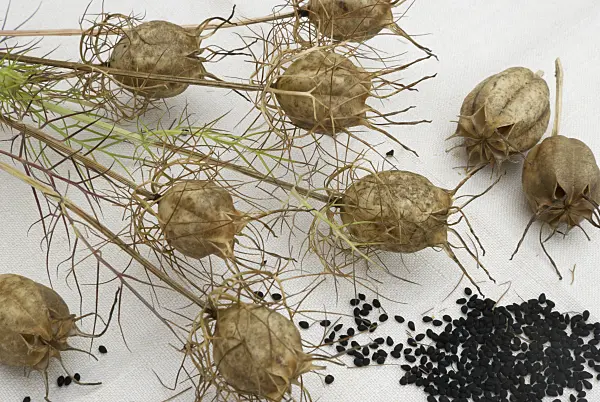 456024 - Love-in-a-mist (Nigella damascena)