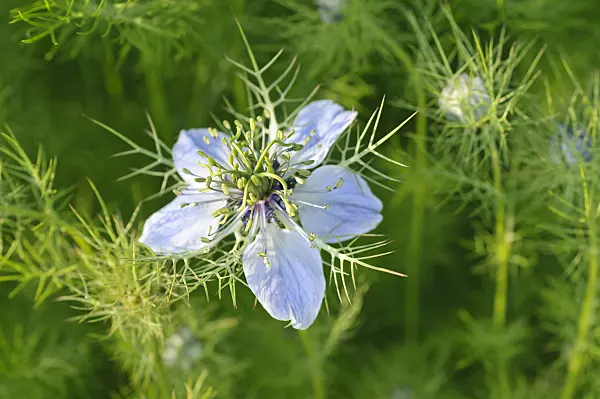 473310 - Love-in-a-mist (Nigella damascena)