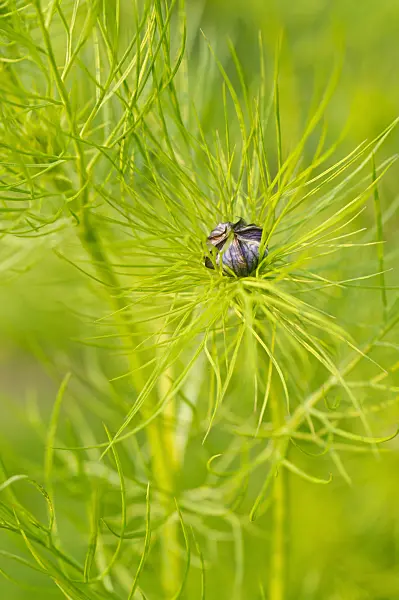 484269 - Love-in-a-mist (Nigella damascena)